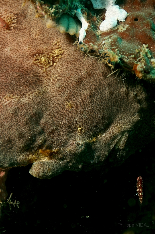 Sipadan_2015_Poisson grenouille_Antennaire geant_Antennarius commerson_IMG_2536_rc.jpg